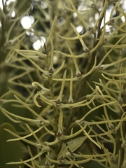Stelis sclerophylla, photograph Nicolás Baresch Uribe, CC BY, iNaturalist via GBIF