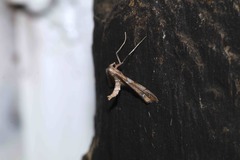 Lineodes interrupta