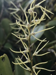 Stelis sclerophylla, photograph Nicolás Baresch Uribe, CC BY, iNaturalist via GBIF