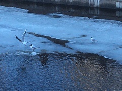 Chroicocephalus ridibundus