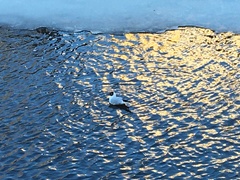 Chroicocephalus ridibundus