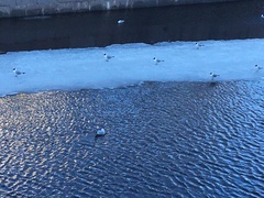 Chroicocephalus ridibundus