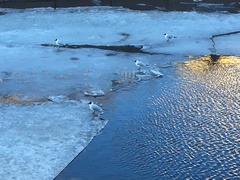 Chroicocephalus ridibundus