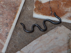 Epictia tenella