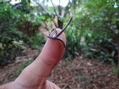 Epictia tenella