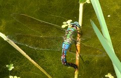 Anax imperator