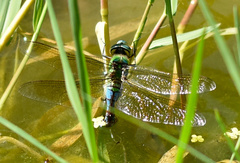 Anax imperator