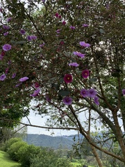 Andesanthus lepidotus