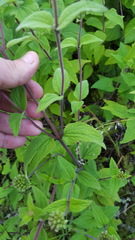 Ageratum albidum