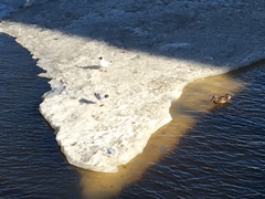 Chroicocephalus ridibundus