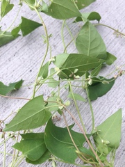 Fallopia convolvulus