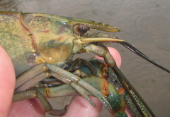 Cherax quadricarinatus