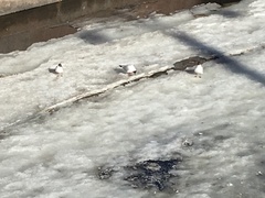 Chroicocephalus ridibundus