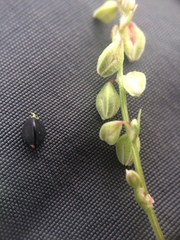 Fallopia convolvulus