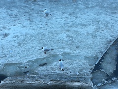 Chroicocephalus ridibundus