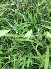 Fallopia convolvulus