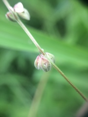 Fallopia convolvulus