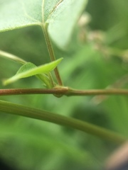 Fallopia convolvulus