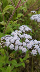 Ageratum albidum