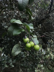 Solanum luculentum