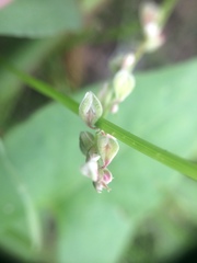Fallopia convolvulus