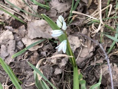 Puschkinia scilloides