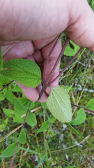 Ageratum albidum