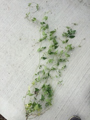 Fallopia convolvulus