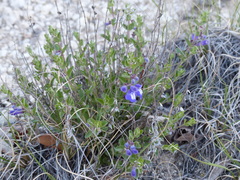 Scutellaria wrightii