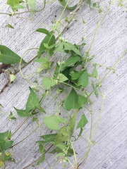 Fallopia convolvulus