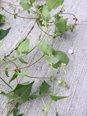 Fallopia convolvulus