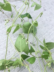 Fallopia convolvulus