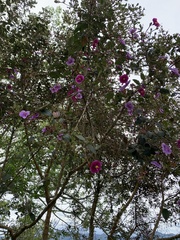 Andesanthus lepidotus