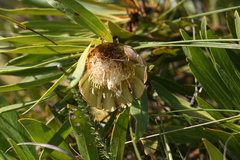 Protea tenax