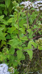 Ageratum albidum