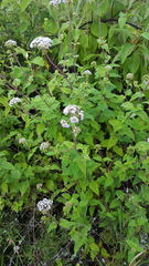 Ageratum albidum