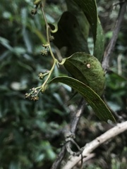 Smilax domingensis