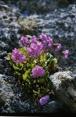 Primula glutinosa