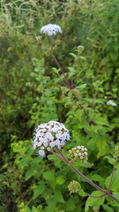 Ageratum albidum