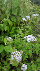 Ageratum albidum