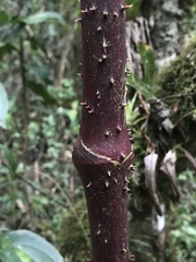 Smilax domingensis