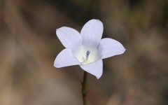 Prismatocarpus campanuloides