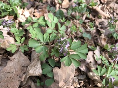 Corydalis pumila