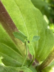 Psyllobora picta