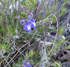 Scutellaria wrightii