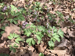 Corydalis pumila