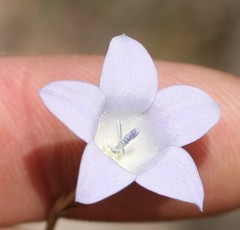 Prismatocarpus campanuloides