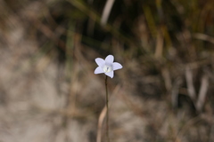 Prismatocarpus campanuloides