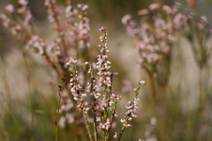 Erica articularis