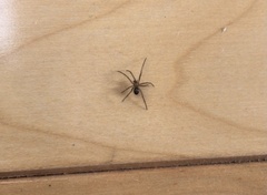 Steatoda